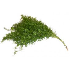 Sprengeri Asparagus